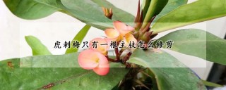 虎刺梅只有一根主枝怎么修剪,第1图