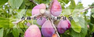 西梅北方可以种植吗,第1图