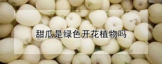 甜瓜是绿色开花植物吗,第1图