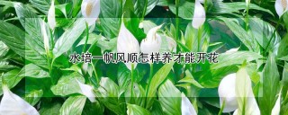 水培一帆风顺怎样养才能开花,第1图