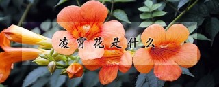 凌霄花是什么,第1图