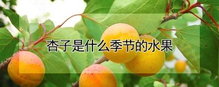 杏子是什么季节的水果,第1图