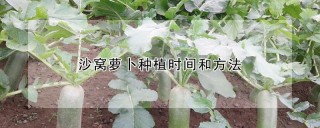 沙窝萝卜种植时间和方法,第1图