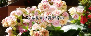 长寿花可以露天养吗,第1图