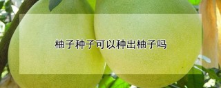 柚子种子可以种出柚子吗,第1图