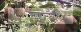 猕猴桃种植方法与步骤,第1图