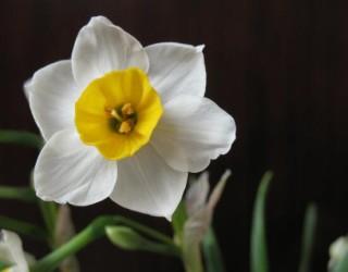 水仙花和风信子的区别，教你三种区别方法(外形/地域/价值),第3图