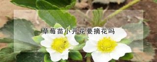 草莓苗小开花要摘花吗,第1图