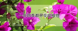 一年四季都开花的植物,第1图