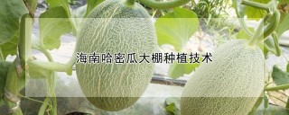 海南哈密瓜大棚种植技术,第1图