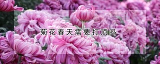 菊花春天需要打顶吗,第1图