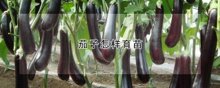 茄子怎样育苗,第1图