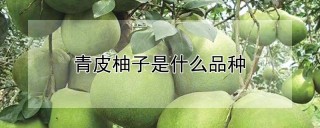 青皮柚子是什么品种,第1图