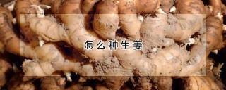 怎么种生姜,第1图