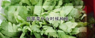 筒篙菜什么时候种植,第1图