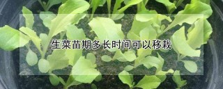 生菜苗期多长时间可以移栽,第1图