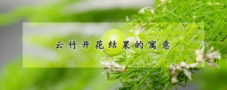 云竹开花结果的寓意,第1图