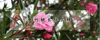 夹竹桃长什么样,第1图