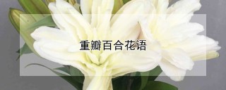 重瓣百合花语,第1图