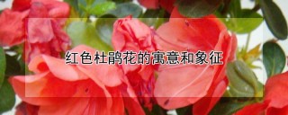 红色杜鹃花的寓意和象征,第1图