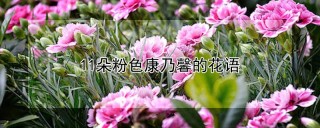 11朵粉色康乃馨的花语,第1图