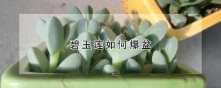 碧玉莲如何爆盆,第1图