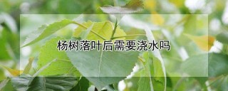 杨树落叶后需要浇水吗,第1图