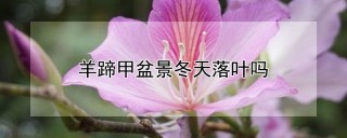 羊蹄甲盆景冬天落叶吗,第1图