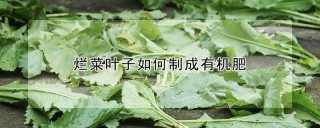 烂菜叶子如何制成有机肥,第1图