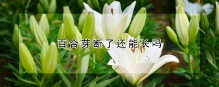 百合芽断了还能长吗,第1图