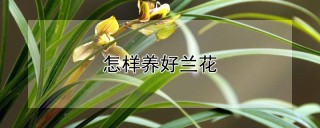 怎样养好兰花,第1图