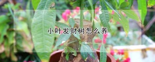 小叶发财树怎么养,第1图