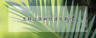 怎样让铁树快速长新叶,第1图