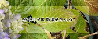 绣球叶子软塌塌的怎么办?,第1图