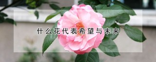 什么花代表希望与未来,第1图