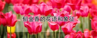 郁金香的花语和象征,第1图