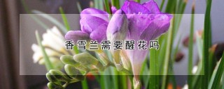 香雪兰需要醒花吗,第1图