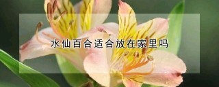 水仙百合适合放在家里吗,第1图