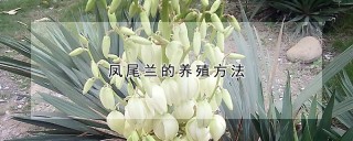 凤尾兰的养殖方法,第1图