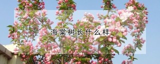 海棠树长什么样,第1图