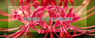 石蒜花叶子什么时候枯萎,第1图