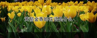 黄郁金香的花语是什么,第1图