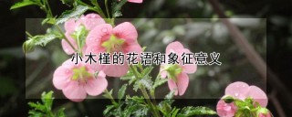 小木槿的花语和象征意义,第1图