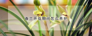 春兰开花期间怎么养护,第1图