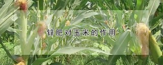 锌肥对玉米的作用,第1图