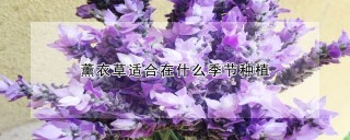 薰衣草适合在什么季节种植,第1图