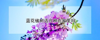 蓝花楹树适合种在家里吗,第1图