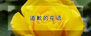 道歉的花语,第1图