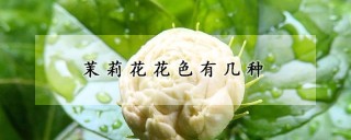 茉莉花花色有几种,第1图