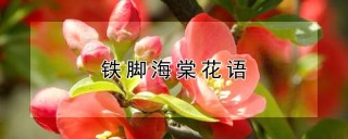 铁脚海棠花语,第1图